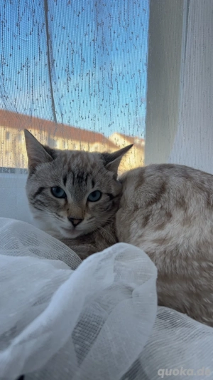 Snow Bengal Kitten sucht liebevolle Hände