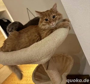 Katze sucht liebevolles Zuhause