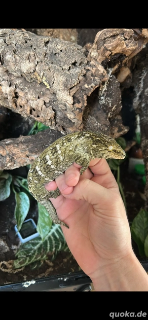 Rhacodactylus leachianus   Henkel Linie