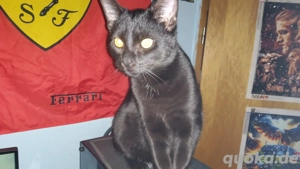 Bombay junger Kater 19.05.24