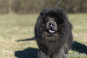 Csau csau Chow Chow Puppies 