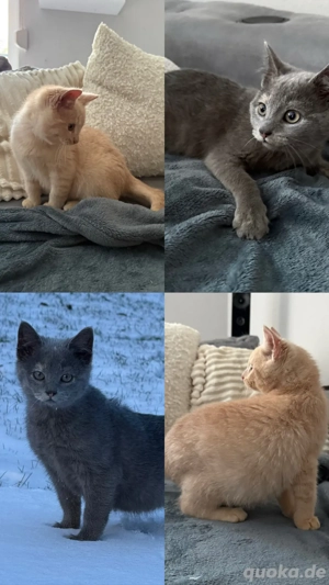 BKH Kitten (Katze&Kater) suchen neues Zuhause