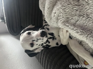 Dalmatiner Hündin 5 Monate alt 