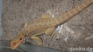 Bartagamen Pogona vitticeps Farbbarti's Terrarium Gecko Echse Schlange