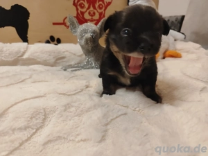 Süßer Chihuahua Welpe:)