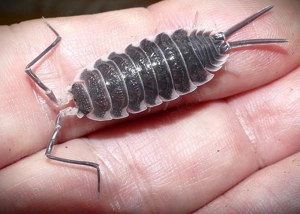 12 Titanasseln Porcellio hoffmannseggi   Isopod