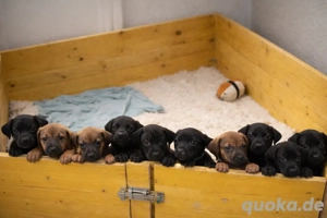 Rhodesian Ridgeback Mix Welpen