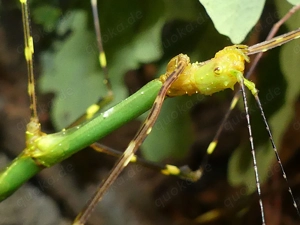 Endspurt-Sommer-Sonderangebot abzugebende Tiergruppen!   Phasmiden   Insekten Bild 5