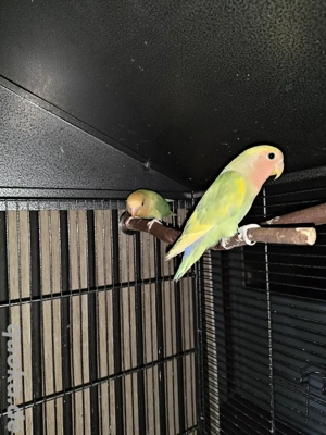 Rosenköpfchen Vögel 