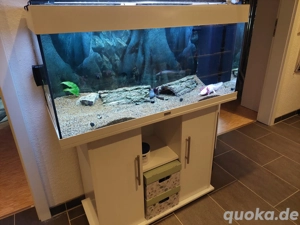 4 Axolotl mit oder ohne Aquarium 