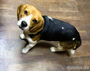 Beagle-Mix NINO - toller Bub und soooo lieb