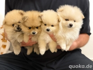 Pomeranian Zwergspitz