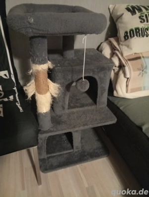 2 Kater ( Geschwister )