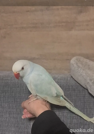 Suche Halsbandsittich männlich 