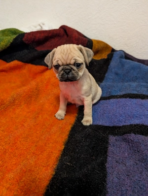 Retromos Welpen ab Mitte Februar zu verkaufen.