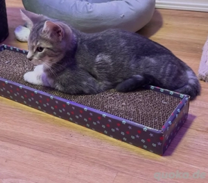 Liebevolle Katze Nala sucht ein neues Zuhause