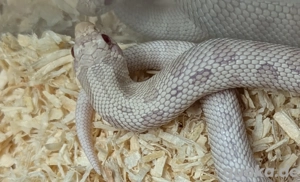 Yeti 50%ph Sable, Axanthic Conda ph sunburst - Hakennasennatter 