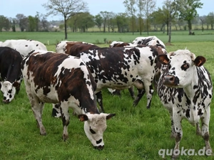 Suche Normanne Kalb weiblich 