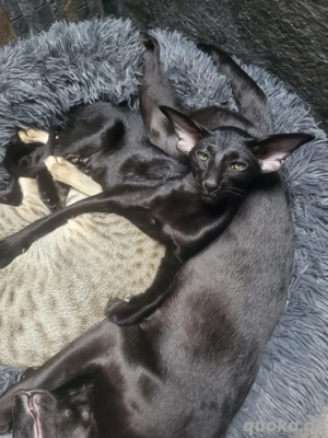 OKH Mädchen mit Stammbaum, geimpft und gechipt