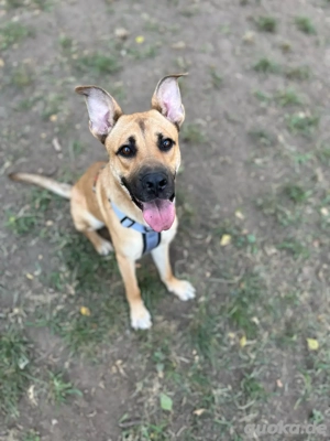 Schäferhund Mischling