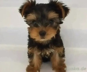 süße und bezaubernde Yorkshire-Terrier-Welpen verfügbar