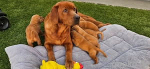 Labrador Foxred Welpen mit Ahnentafel