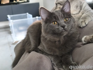 wunderschöne britisch kurzhaar britisch langhaar Mix Kitten 