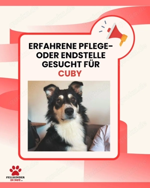 Cuby hübscher Border-Collie Mischlings-Rüde sucht erfahrenes Zuhause oder Pflegestelle Bild 7