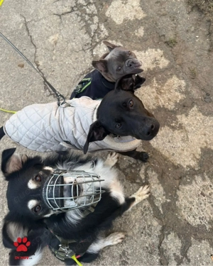 Cuby hübscher Border-Collie Mischlings-Rüde sucht erfahrenes Zuhause oder Pflegestelle Bild 10
