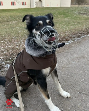 Cuby hübscher Border-Collie Mischlings-Rüde sucht erfahrenes Zuhause oder Pflegestelle Bild 8