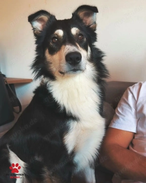 Cuby hübscher Border-Collie Mischlings-Rüde sucht erfahrenes Zuhause oder Pflegestelle Bild 9