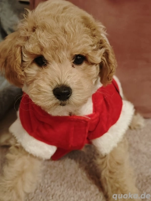 7 Magnifique Krystalles Maltipoo