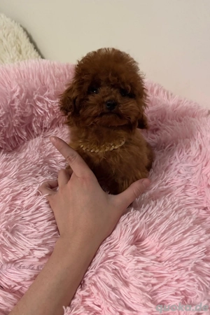 Teacup Pudel Toy Red Hündin 0,9 kg
