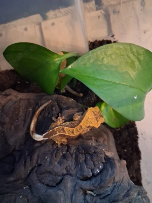 Kronengecko Nachwuchs 