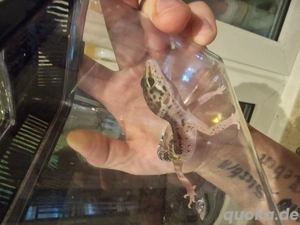 eublepharis macularius leopardgecko 1.0