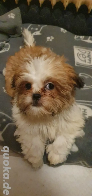 Shih Tzu Bolonka Welpen