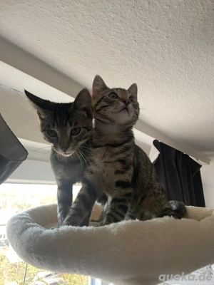 2 süße Kater abzugeben. 16 wochen alt 