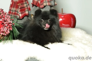 Zuckersüße deutsche Zwergspitz Pomeranian Rüden zu verkaufen