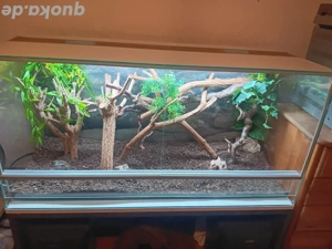 Verkaufe ein Glasterrarium mit Beleuchtung. 