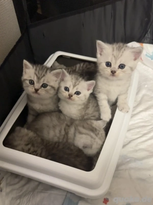 BKH Kitten, Abgabebereit Mitte Febuar