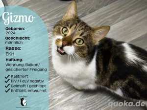 Kater Gizmo sucht ein Zuhause 