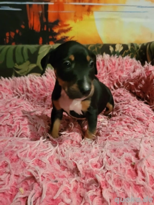 Miniatur Bullterrier Mix Welpen 