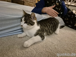 Katze Mischung BKH & EKH