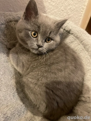 Bkh kitten zu Verkaufen 