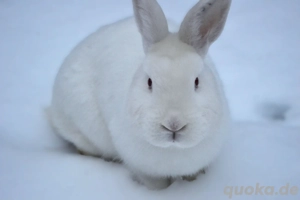 Satin Elfenbein Kaninchrn