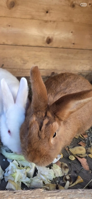 Sachsengold Kaninchen