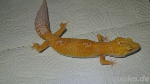Leopardgecko Sunglow Bild 2
