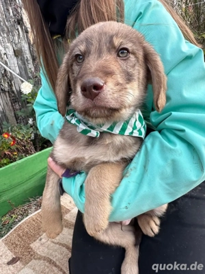 Welpe TACO möchte die Welt entdecken 