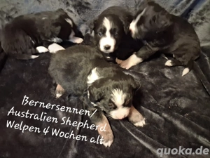 Bernersennen Australien Shepherd Welpen 