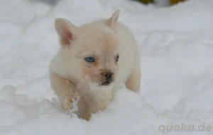 Fluffy Französisch Bulldoggen wepen